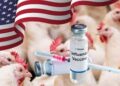 Tras tocar récord, exportaciones de pollo y huevo de EE. UU. caen por Influenza Aviar y restricciones