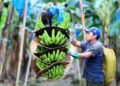 Bananeros de Latinoamérica piden a supermercados europeos a asumir compromisos reales