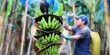 Bananeros de Latinoamérica piden a supermercados europeos a asumir compromisos reales