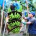 Bananeros de Latinoamérica piden a supermercados europeos a asumir compromisos reales