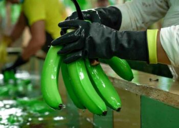 7,50 dólares será el Precio Mínimo de Sustentación de la caja de banano de exportación, para el año 2026