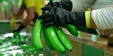 7,50 dólares será el Precio Mínimo de Sustentación de la caja de banano de exportación, para el año 2026