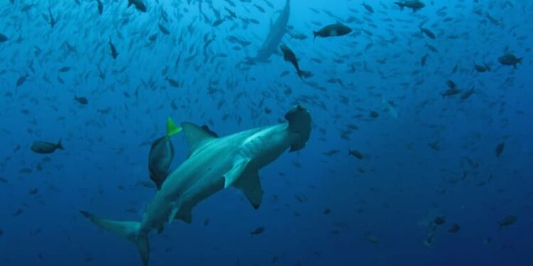 LA RESERVA DE BIÓSFERA DE LAS ISLAS GALÁPAGOS SE AMPLIÓ A 20.6 MILLONES DE HECTÁREAS