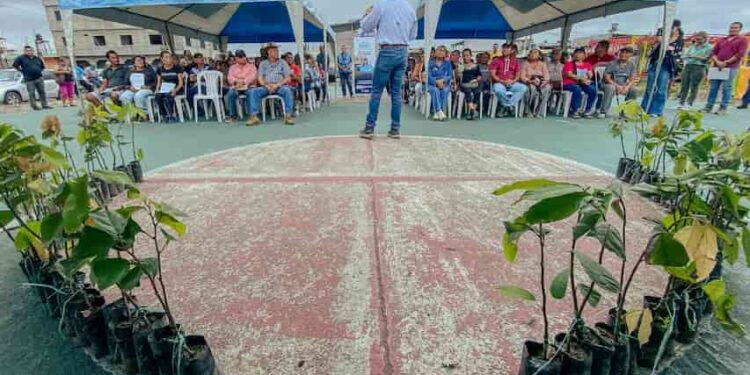 50.000 plantas de cacao entregó la prefectura del Guayas a pequeños productores de Naranjal
