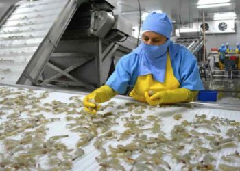 Ecuador retoma exportación de camarón crudo a Colombia