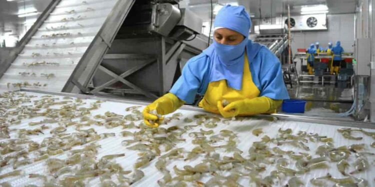 Ecuador retoma exportación de camarón crudo a Colombia