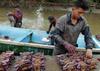 Gobierno prohíbe exportación de cangrejo rojo, azul y concha negra