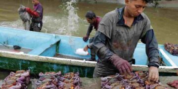 Gobierno prohíbe exportación de cangrejo rojo, azul y concha negra