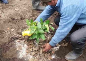 En Chimborazo impulsan modelo agrosilvopastoril en Cebadas para fortalecer resiliencia climática