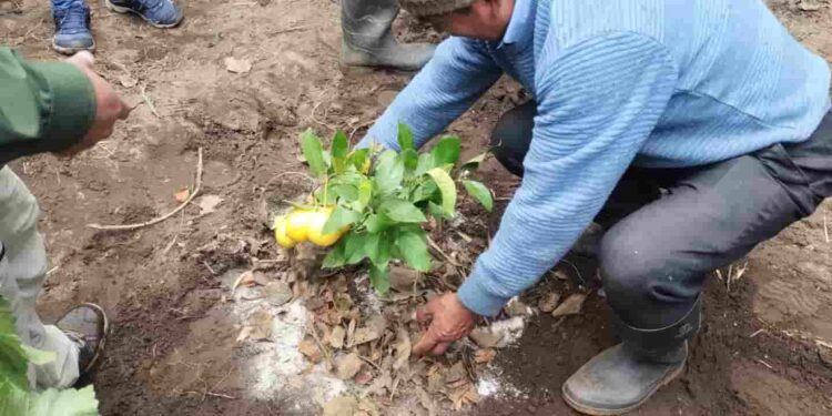En Chimborazo impulsan modelo agrosilvopastoril en Cebadas para fortalecer resiliencia climática