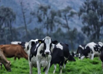 Colombia enfrenta problema crónico que limita su potencial de crecimiento y expansión