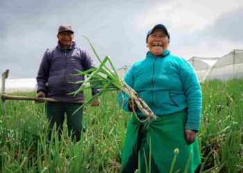 A través de BanEcuador 70 mil productores recibieron el bono “RAÍCES”, asegura el gobierno