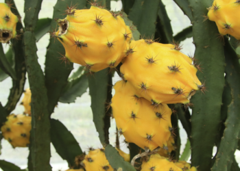 Ecuador rompe récord histórico en la exportación de productos agropecuarios