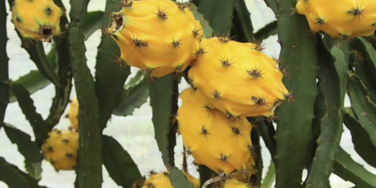 Ecuador rompe récord histórico en la exportación de productos agropecuarios