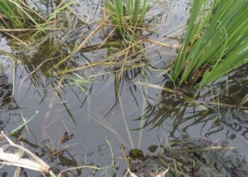 LAS PLAGAS ACECHAN AL CULTIVO DEL ARROZ EN ECUADOR