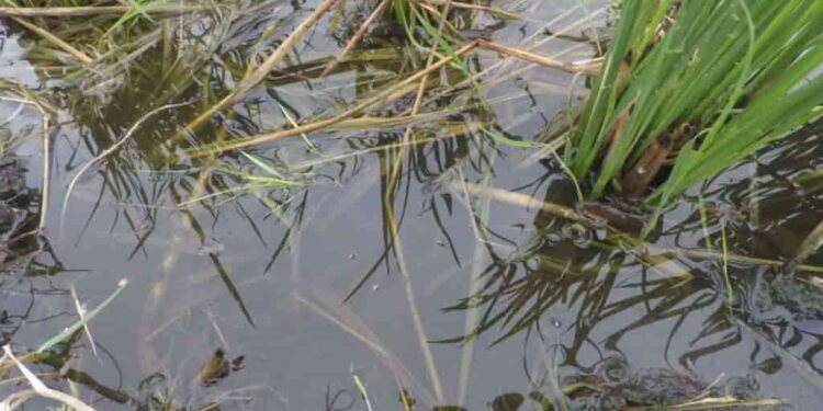 LAS PLAGAS ACECHAN AL CULTIVO DEL ARROZ EN ECUADOR