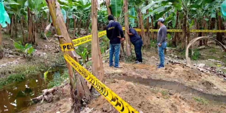 El MAGP difundirá resultados del análisis sobre la presencia o no del Fusarium en plantaciones bananera