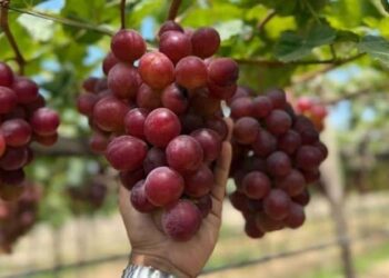 Perú alcanzará en 2025, cifra récord de 84.327 millones de dólares en exportaciones 