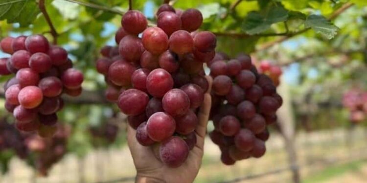 Perú alcanzará en 2025, cifra récord de 84.327 millones de dólares en exportaciones 