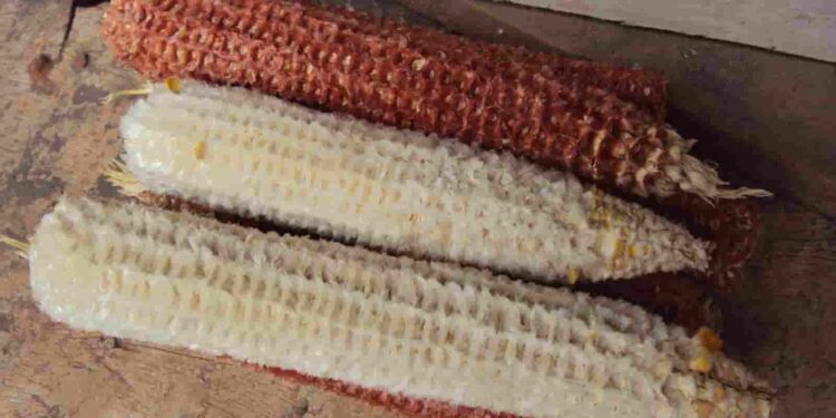 Las tusas de maíz: fuente de compuestos bioactivos que pueden convertirse en alimentos