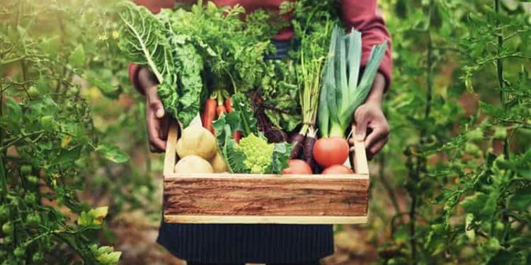 Día del Agricultor Ecuatoriano: innovación y sostenibilidad para el futuro del campo
