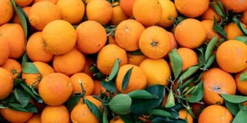 Científicos convierten residuos de naranja en hidrógeno y amoníaco