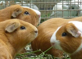 Perú lidera la producción de cuyes en Sudamérica con más de 23 millones de ejemplares