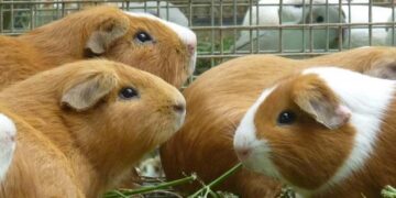 Perú lidera la producción de cuyes en Sudamérica con más de 23 millones de ejemplares