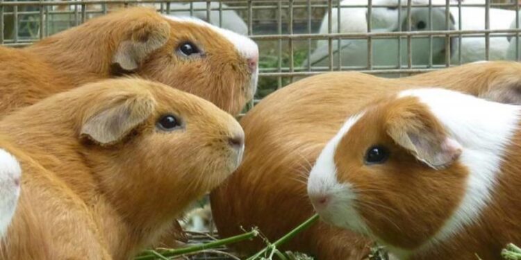 Perú lidera la producción de cuyes en Sudamérica con más de 23 millones de ejemplares
