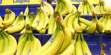 Crean nueva asociación de empresas para fortalecer el mercado del banano en Norteamérica