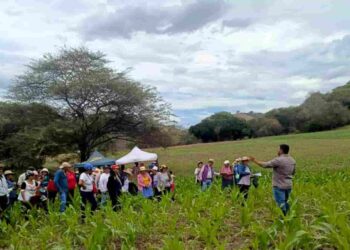 En Loja: Día de campo para uso adecuado de semilla de maíz certificado