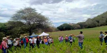 En Loja: Día de campo para uso adecuado de semilla de maíz certificado