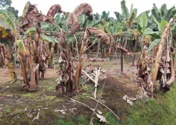¿Hasta cuándo, Padre Almeida? El Moko y el Fusarium R4T nos atacan… ¿y qué pasa con Agrocalidad?