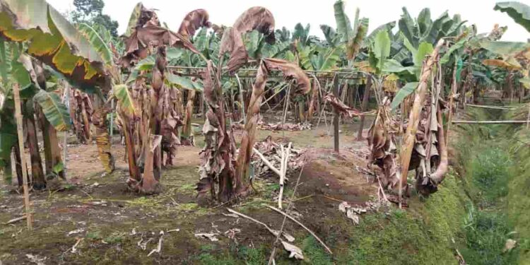 ¿Hasta cuándo, Padre Almeida? El Moko y el Fusarium R4T nos atacan… ¿y qué pasa con Agrocalidad?