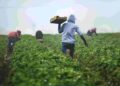 En fase de socialización el proyecto para reformar la Ley de Fomento y Desarrollo Agropecuario
