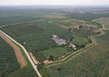 POR CAUSA DEL FUSARIUM, SE DESTRUYEN MIL PLANTAS DE BANANO EN EL ORO