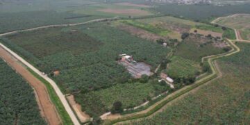 POR CAUSA DEL FUSARIUM, SE DESTRUYEN MIL PLANTAS DE BANANO EN EL ORO