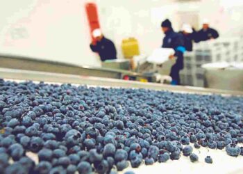 Ecuador consolida su apuesta por el arándano y abre camino en los mercados globales