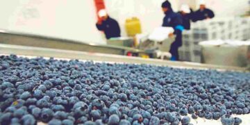 Ecuador consolida su apuesta por el arándano y abre camino en los mercados globales