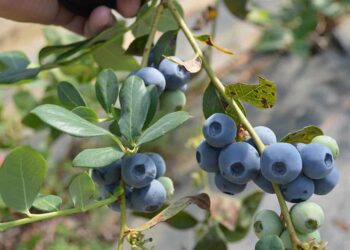 Innovación y competitividad marcarán el III Congreso Internacional de Arándano en Quito
