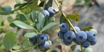 Innovación y competitividad marcarán el III Congreso Internacional de Arándano en Quito