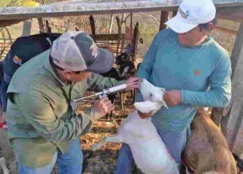 Impulsan campaña preventiva de salud caprina en Zapotillo, frontera Sur del Ecuador