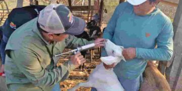 Impulsan campaña preventiva de salud caprina en Zapotillo, frontera Sur del Ecuador