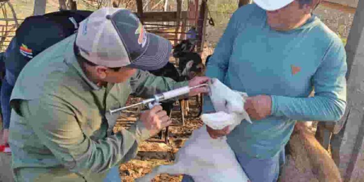 Impulsan campaña preventiva de salud caprina en Zapotillo, frontera Sur del Ecuador