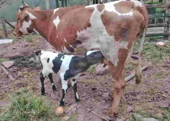 Impulsa el mejoramiento genético bovino en Puyango, provincia de Loja