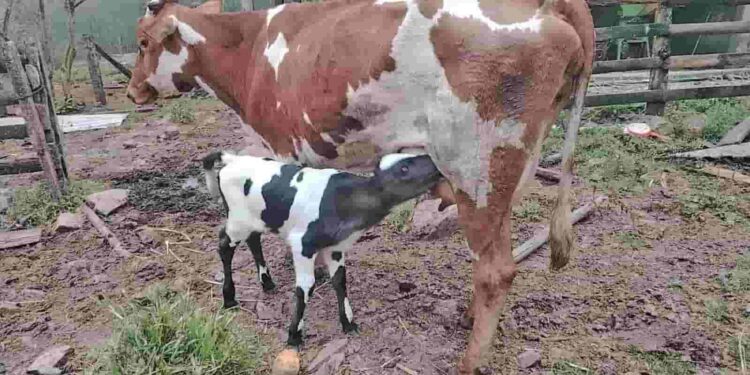 Impulsa el mejoramiento genético bovino en Puyango, provincia de Loja