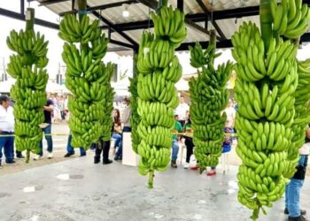 La provincia de Los Ríos consolida su liderazgo agrícola en el Ecuador