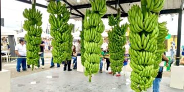 La provincia de Los Ríos consolida su liderazgo agrícola en el Ecuador