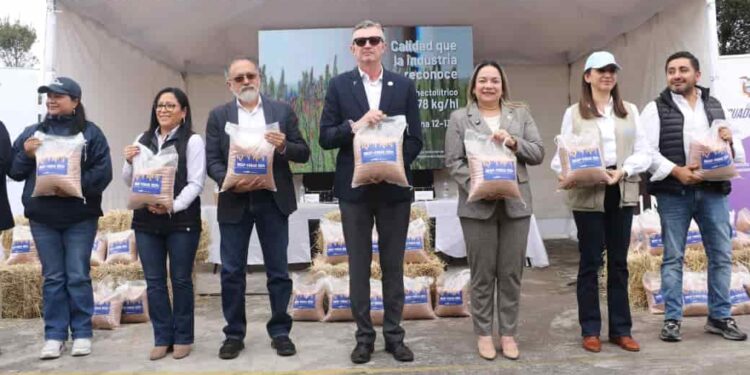 Nueva variedad de trigo impulsará la producción nacional y reducirá dependencia de importaciones