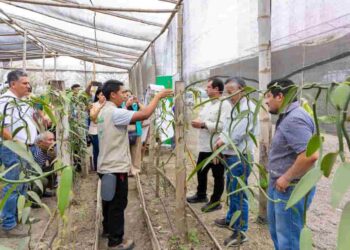 En Manabí impulsan la producción sostenible de vainilla con innovación y capacitación en campo